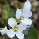 Cardamine resedifolia Žiedas