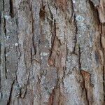 Toona sinensis Bark