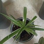 Chlorophytum comosum List