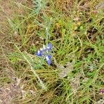 Lupinus bicolor Fleur