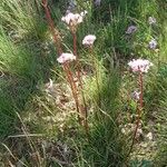 Valeriana tuberosa Habit