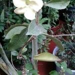 Brunfelsia americana Květ
