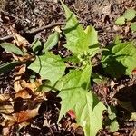 Chenopodiastrum hybridum Leaf