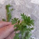 Lepidium didymum 花