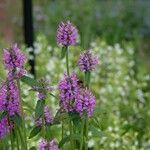 Betonica officinalis Plante entière