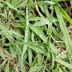 Paspalum dilatatum List