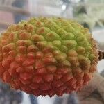 Litchi chinensis ഫലം