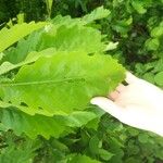Quercus montana Hoja
