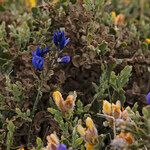 Polygala microphylla Fiore