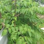 Dahlia imperialis Leaf