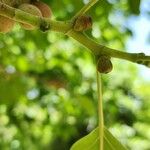 Ficus cordata Flor