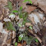 Hepatica acutiloba Flower