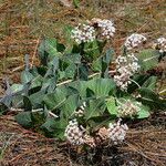 Asclepias humistrata Hábito