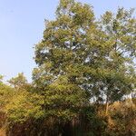 Xylopia katangensis Hábito