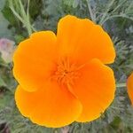 Eschscholzia californica Flower