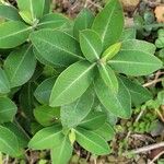 Euphorbia stygiana Hoja