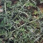 Solanum triflorum Leaf