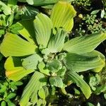 Pistia stratiotes आदत