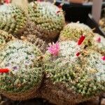 Mammillaria crucigera ഇല