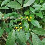 Allophylus edulis Fruit