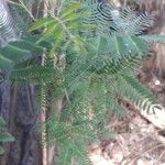 Acacia berlandieri Hoja