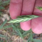 Bromus catharticus Fruit