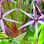 Allium cristophii Flor
