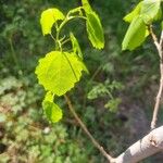 Populus tremulaBlatt