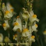 Linaria × sepium Blodyn