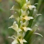 Spiranthes porrifolia