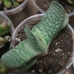 Gasteria excelsa Hostoa