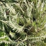 Achillea filipendulinaLeaf