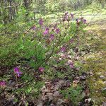 Rhododendron canadense Flower