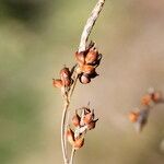 Carex liparocarpos Fruit