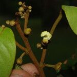 Monanthotaxis foliosa Lorea