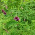 Lathyrus niger Floro