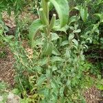 Oenothera villosa Feuille