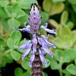 Coleus caninus Flower