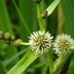 Sparganium erectum Blüte