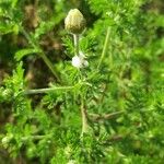 Anthemis cotula പുഷ്പം