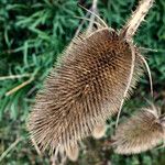 Dipsacus sativus Fruit