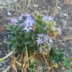 Campanula versicolor Flower