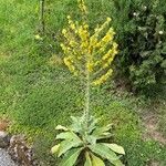 Verbascum lychnitis Habit