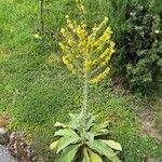 Verbascum lychnitis Tervik taim