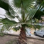 Washingtonia robusta Blatt