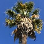 Washingtonia robusta葉