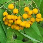 Sorbus americana Fruit