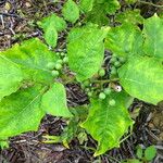 Solanum melongena Pokrój