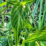 Epilobium palustre Листок