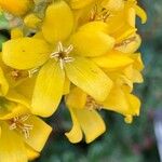 Lysimachia vulgarisFlower